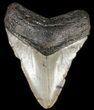 Megalodon Tooth - North Carolina #65686-1